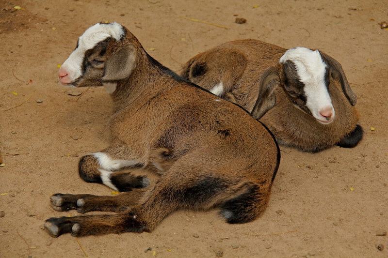 Thailand, Pattaya, Khao Kheow Open Zoo